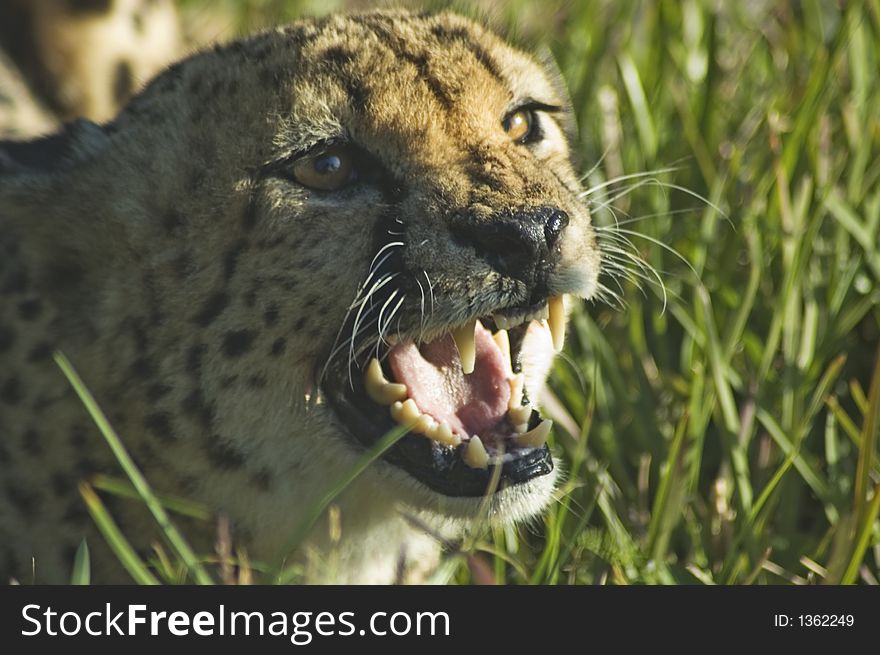 Close crop of cheetah snarling