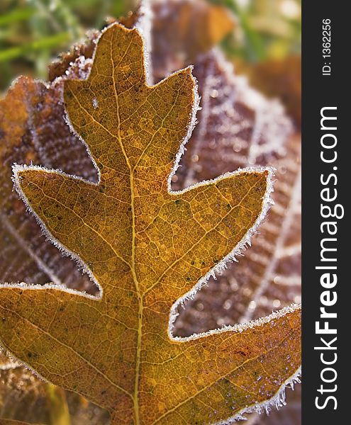 Pattern of frozen oak leaf with light shining through it