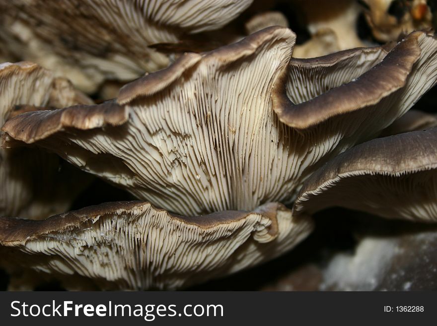 Close up of fungi showing the gills