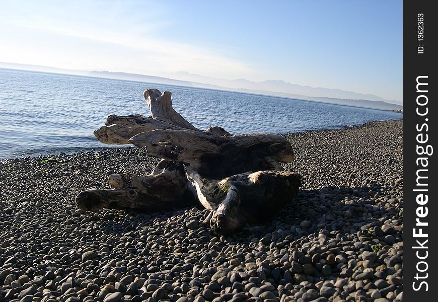 Driftwood Sitting On The Rocky Beach