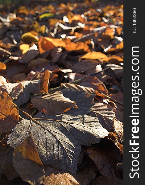 Fallen autumn leaves on the woodland floor. Fallen autumn leaves on the woodland floor