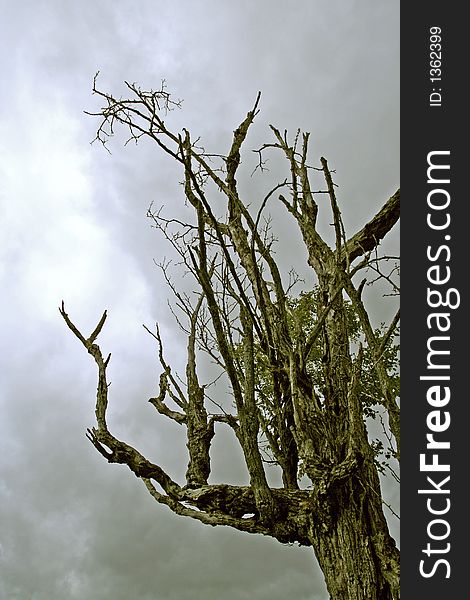 Dead looking tree against the clouds. Dead looking tree against the clouds.