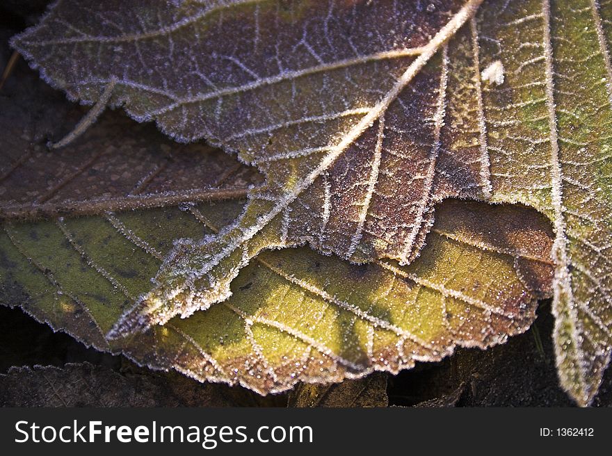 Pattern of frozen leaves with sunshine on them. Pattern of frozen leaves with sunshine on them