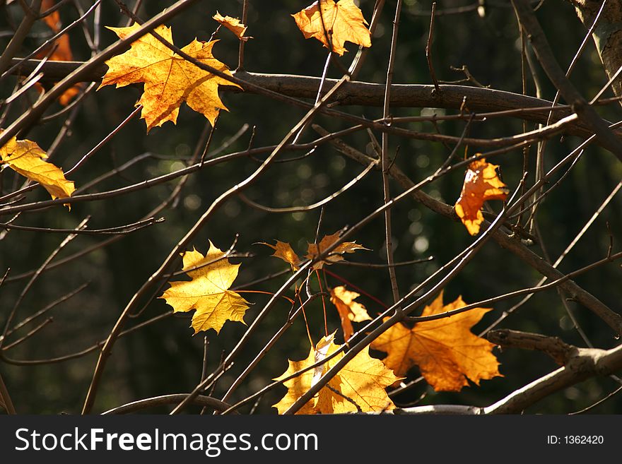 Maple leaves on bare branches in sunlight