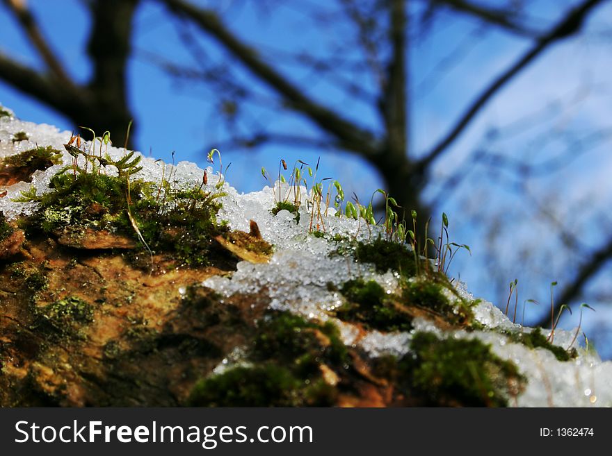 Close up of moss on a snowy  tree trunk in woodland. Close up of moss on a snowy  tree trunk in woodland