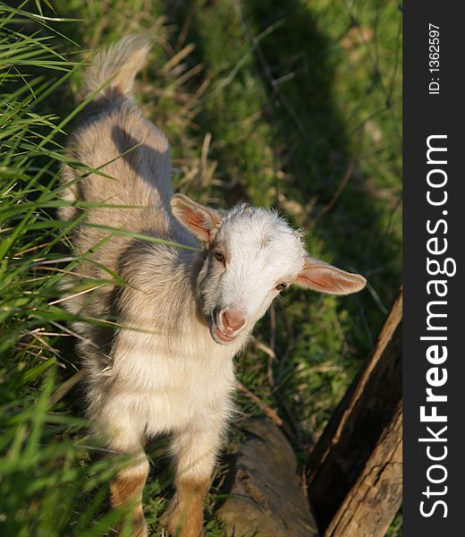 Baby goat playing in the farmyard