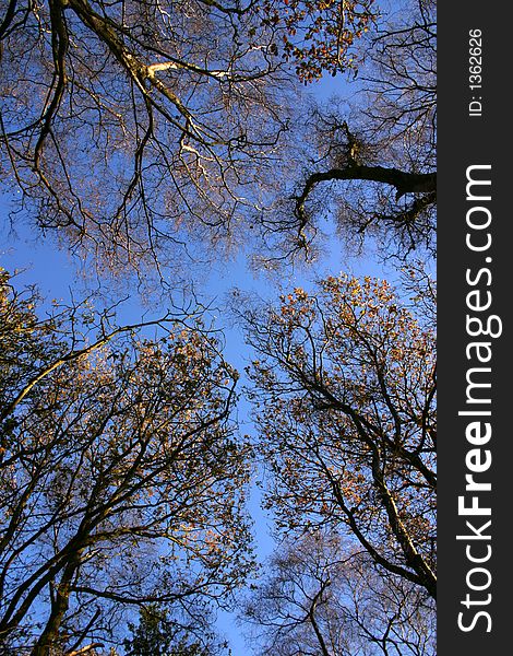 Tree branchess in winter stretching up to the sky. Tree branchess in winter stretching up to the sky