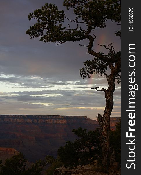 Grand Canyon in the evening with a small tree in the foreground and a rainbow in the sky. Grand Canyon in the evening with a small tree in the foreground and a rainbow in the sky