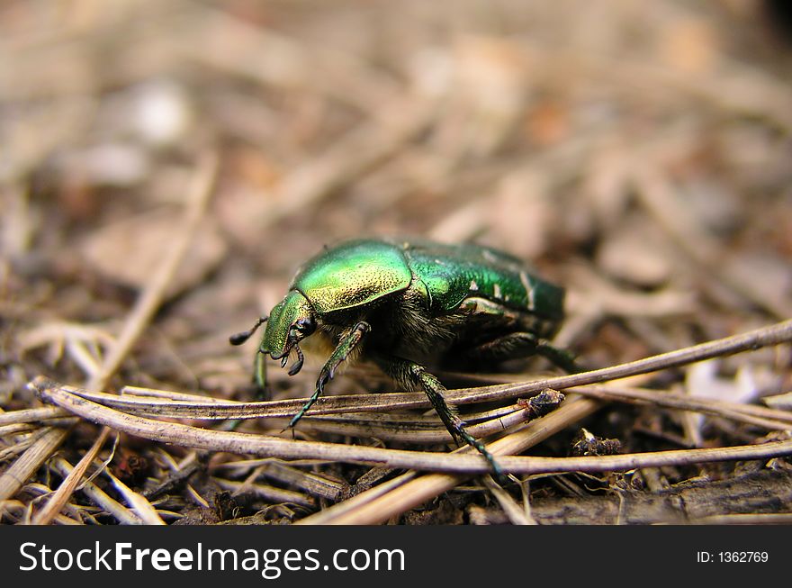 The green beetle searching something to eat. The green beetle searching something to eat