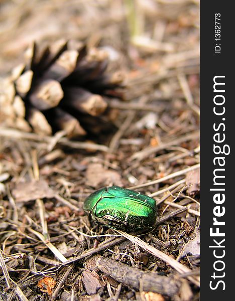 The green beetle hiding from persistent photographer near the fir cone. The green beetle hiding from persistent photographer near the fir cone