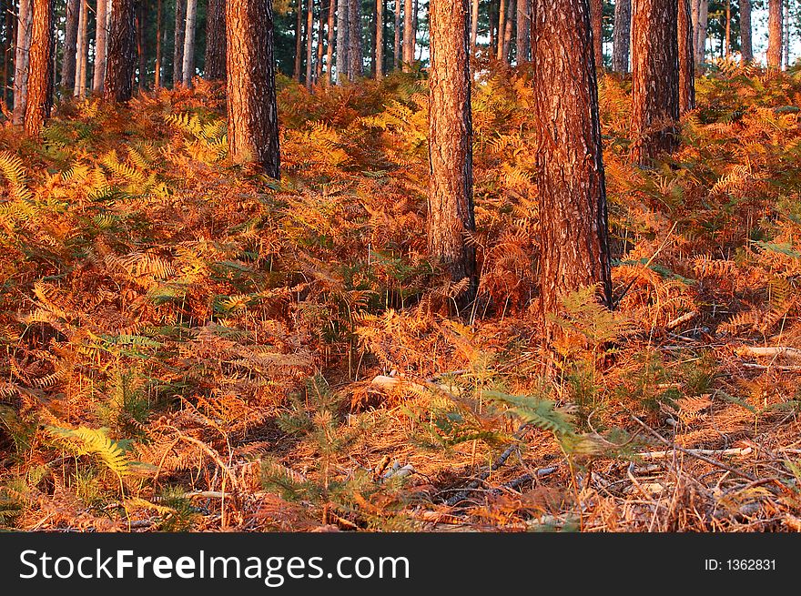 Underbrush made of ferns during an autumn sunset. Underbrush made of ferns during an autumn sunset