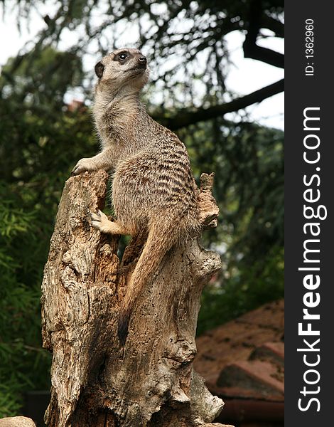 Meerkat