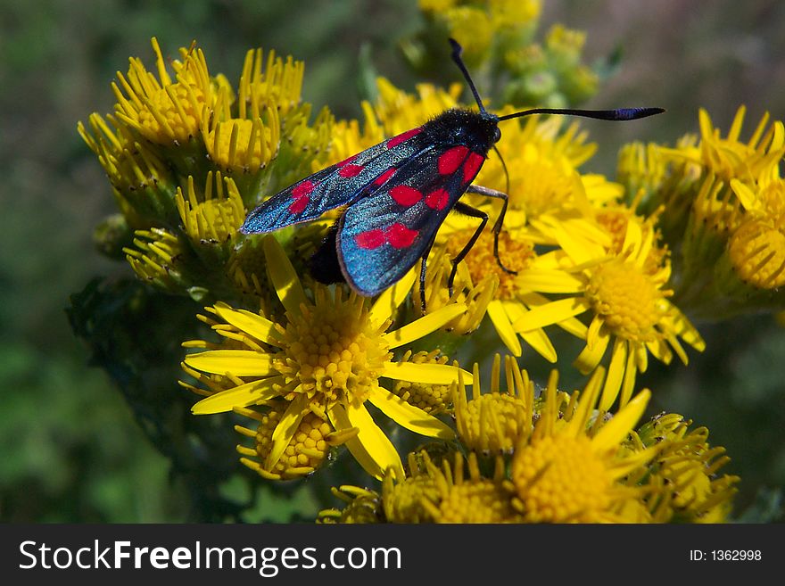 Six Spot Burnet - Zygaena filipendulae