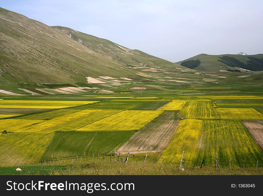 Typical lentils' bloom captured in Castelluccio - Italy