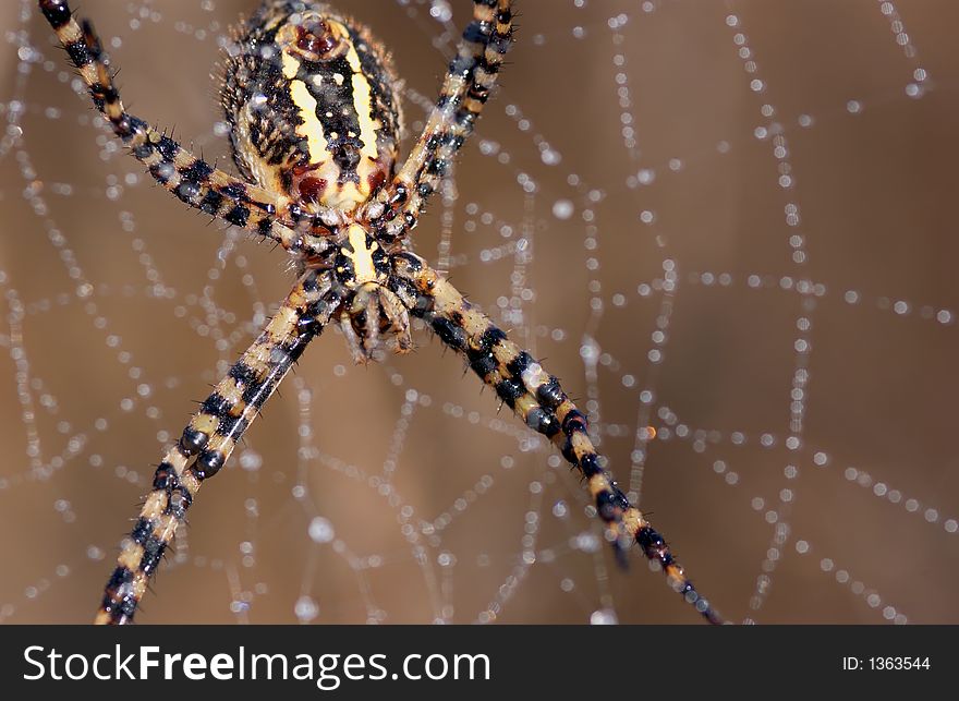 Close up of a spider and web