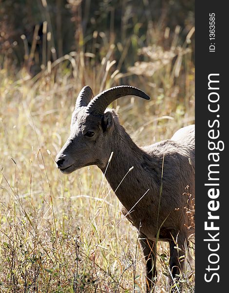 Big Horn Sheep in Yellowstone National Park. Big Horn Sheep in Yellowstone National Park