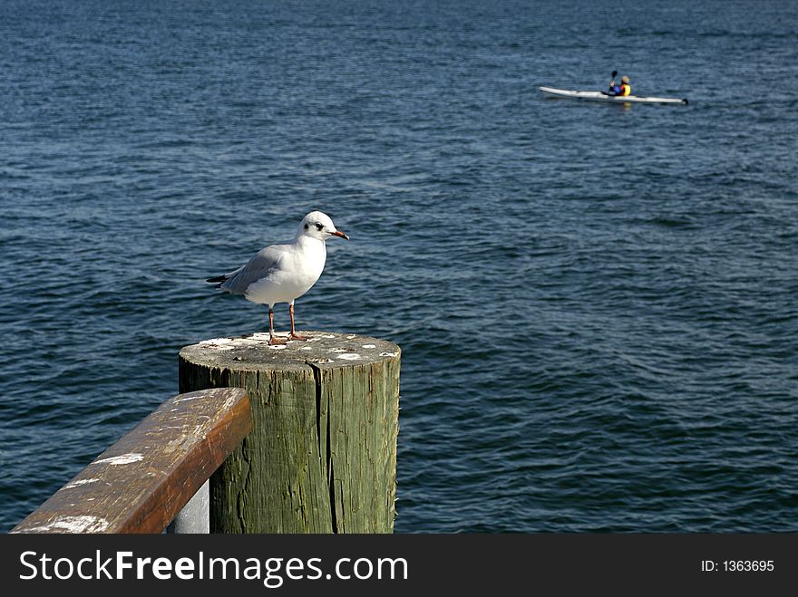 Seagull And Canoe