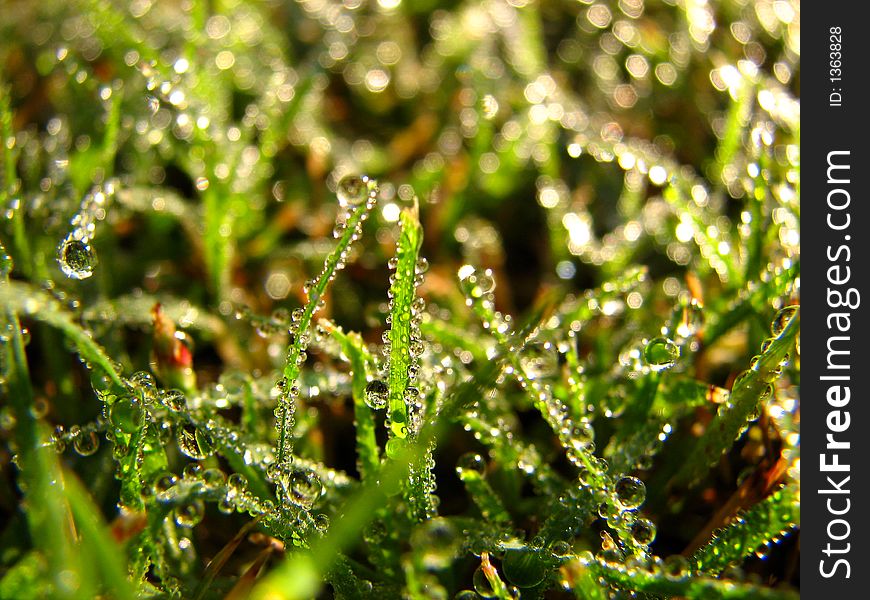 Close up of wet grass