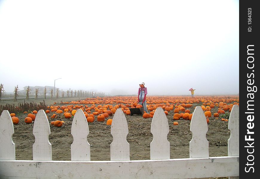 Pumpkin Patch Scarecrows with Wheelbarrow