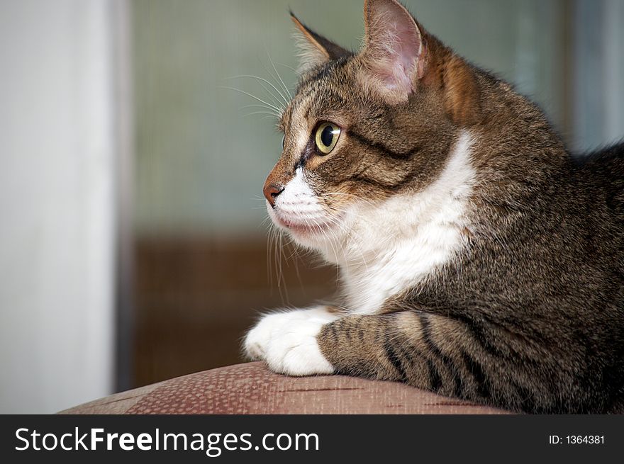 Senior cat - 12 y.o. - oversee by gold fish in aquarium