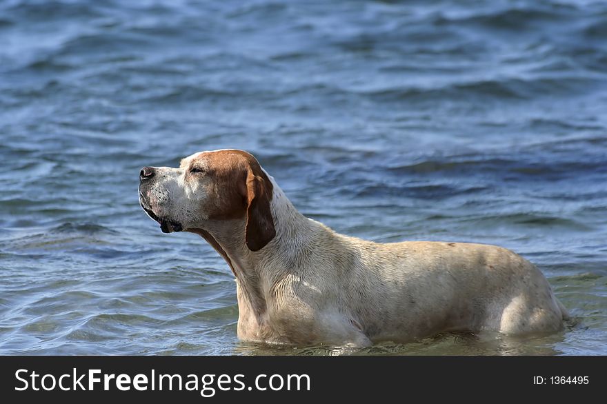 This dog is loving the seaside and hope to become a life-guard. This dog is loving the seaside and hope to become a life-guard