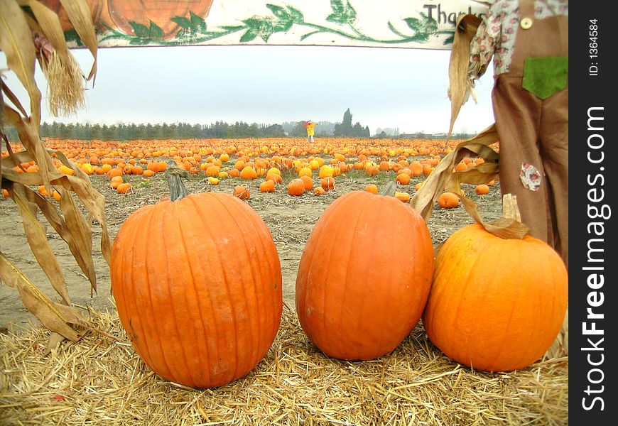 Future jack o' lanterns sitting on a hay bale in a field of pumpkins. Future jack o' lanterns sitting on a hay bale in a field of pumpkins