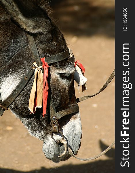 A donkey's head with colorful strip