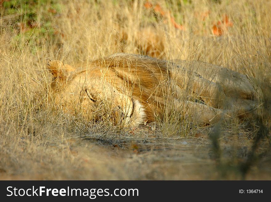 Lion at Kruger national park, South Africa. Lion at Kruger national park, South Africa