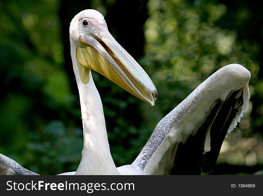 The great white pelican (Pelecanus onocrotalus) is one of the largest flying birds in the world, with a wingspan of nearly three metres. Although it is rather clumsy on land, it is fast and graceful in the water or in the air. The great white pelican (Pelecanus onocrotalus) is one of the largest flying birds in the world, with a wingspan of nearly three metres. Although it is rather clumsy on land, it is fast and graceful in the water or in the air.