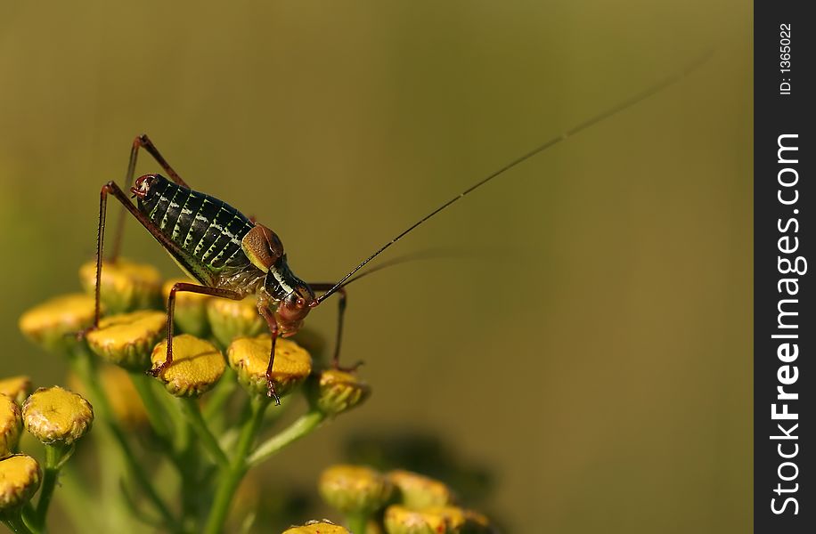 Grasshopper on a some yellow flowers