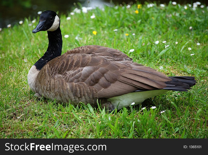 A brown and black duck sitting on grass