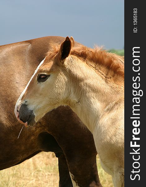 Close-up of a foal and his mother in Bretagne (France).