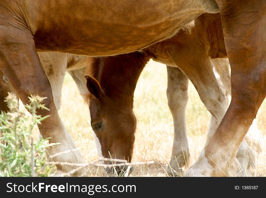 Close-up of a foal and his mother in Bretagne (France).