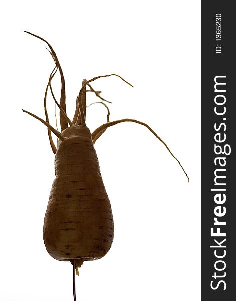 Home grown Parsnip and its cool freaky roots against light background. Home grown Parsnip and its cool freaky roots against light background