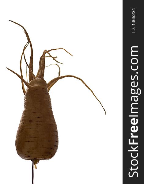 Home grown Parsnip and its cool freaky roots against light background. Home grown Parsnip and its cool freaky roots against light background