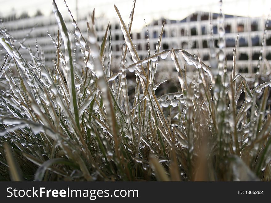 Grass frozen sold with droplets and icicles. Grass frozen sold with droplets and icicles