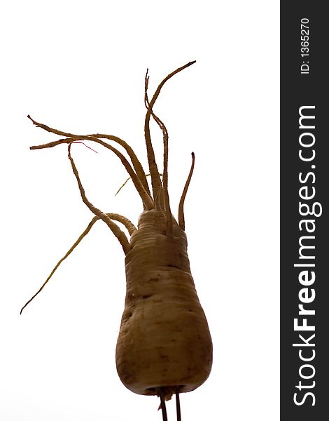 Home grown Parsnip and its cool freaky roots against light background. Home grown Parsnip and its cool freaky roots against light background