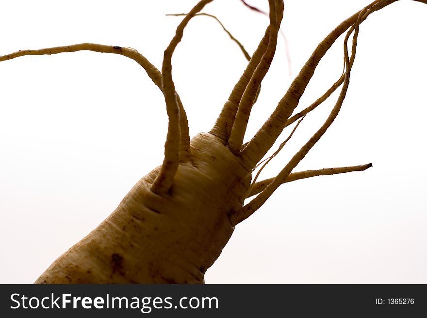 Home grown Parsnip and its cool freaky roots against light background. Home grown Parsnip and its cool freaky roots against light background