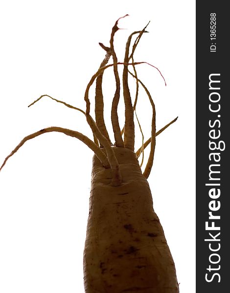Home grown Parsnip and its cool freaky roots against light background. Home grown Parsnip and its cool freaky roots against light background