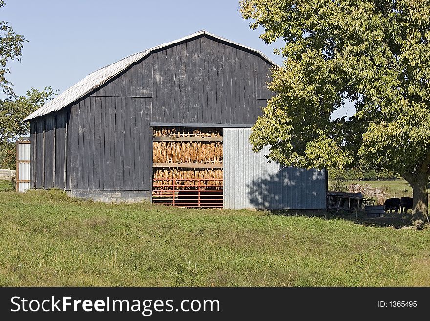 Tobacco Drying Barn