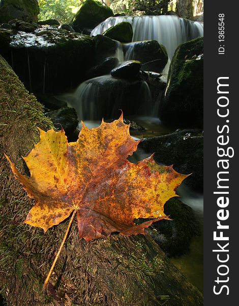 Autumn maple leaf with waterfall in the background