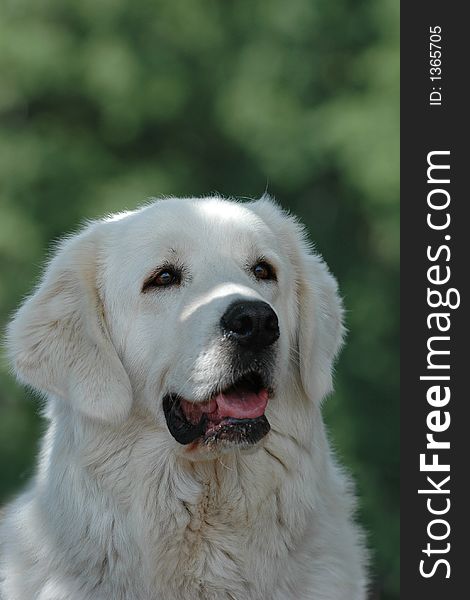 Tatra Sheepdog portrait