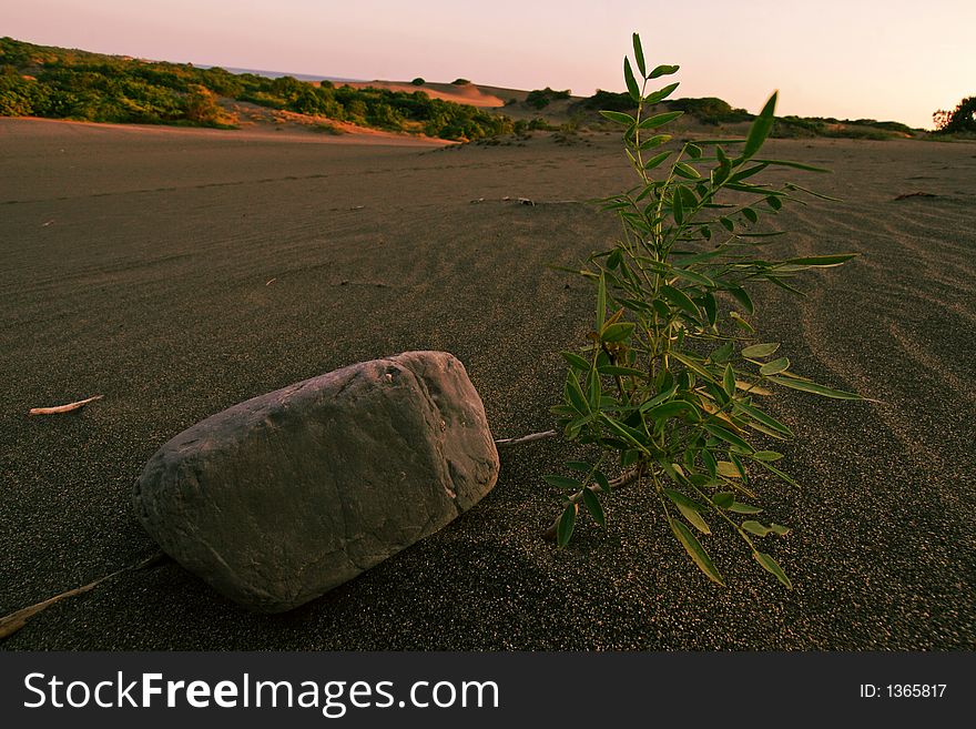 Little tree growing in the desert under a rock from the sand.