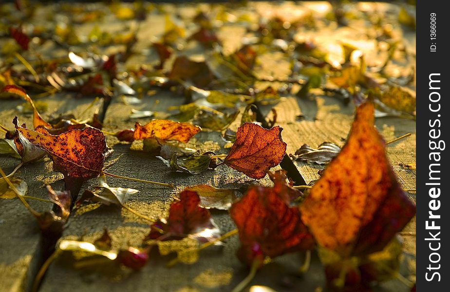 Autumn leaves on deck
