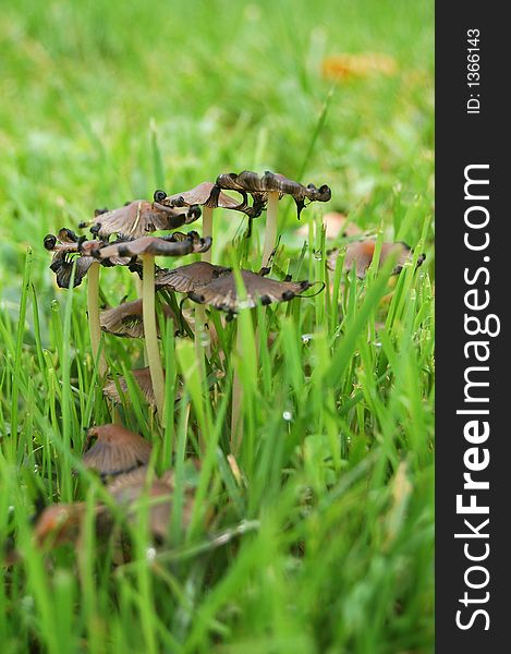 Wild mushrooms growing in grass