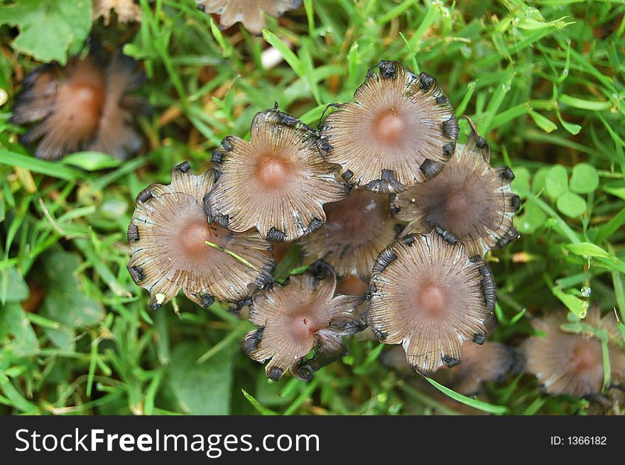 wild mushrooms growing in grass