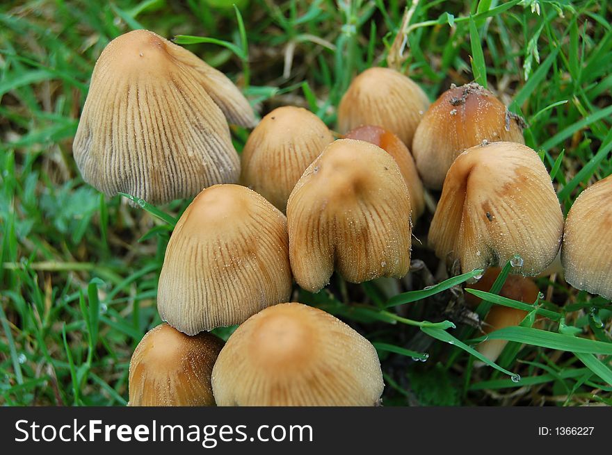 Wild mushrooms growing in grass