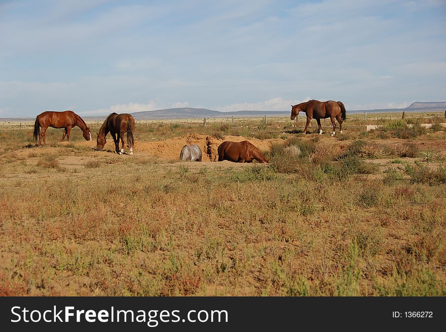 Five Horses Grazing In A Field