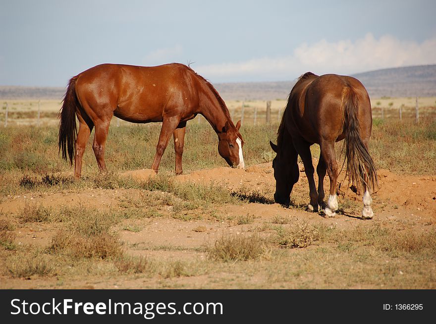 Two brown horses grazing in a field. Two brown horses grazing in a field