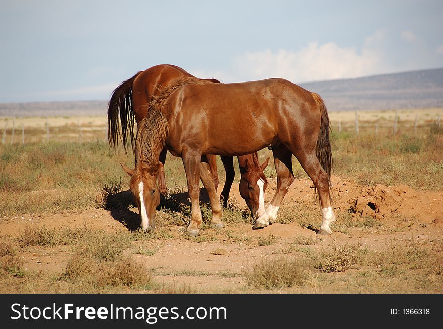 Two brown horses grazing in a field. Two brown horses grazing in a field